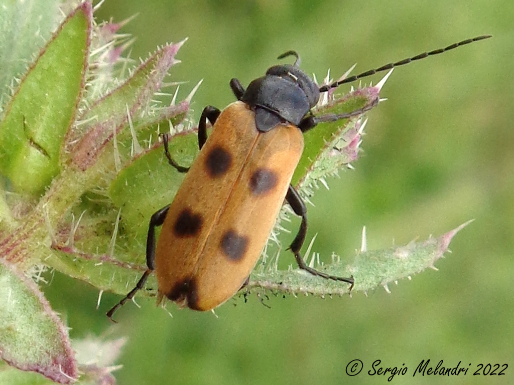 Euzonitis quadrimaculata -Meloidae